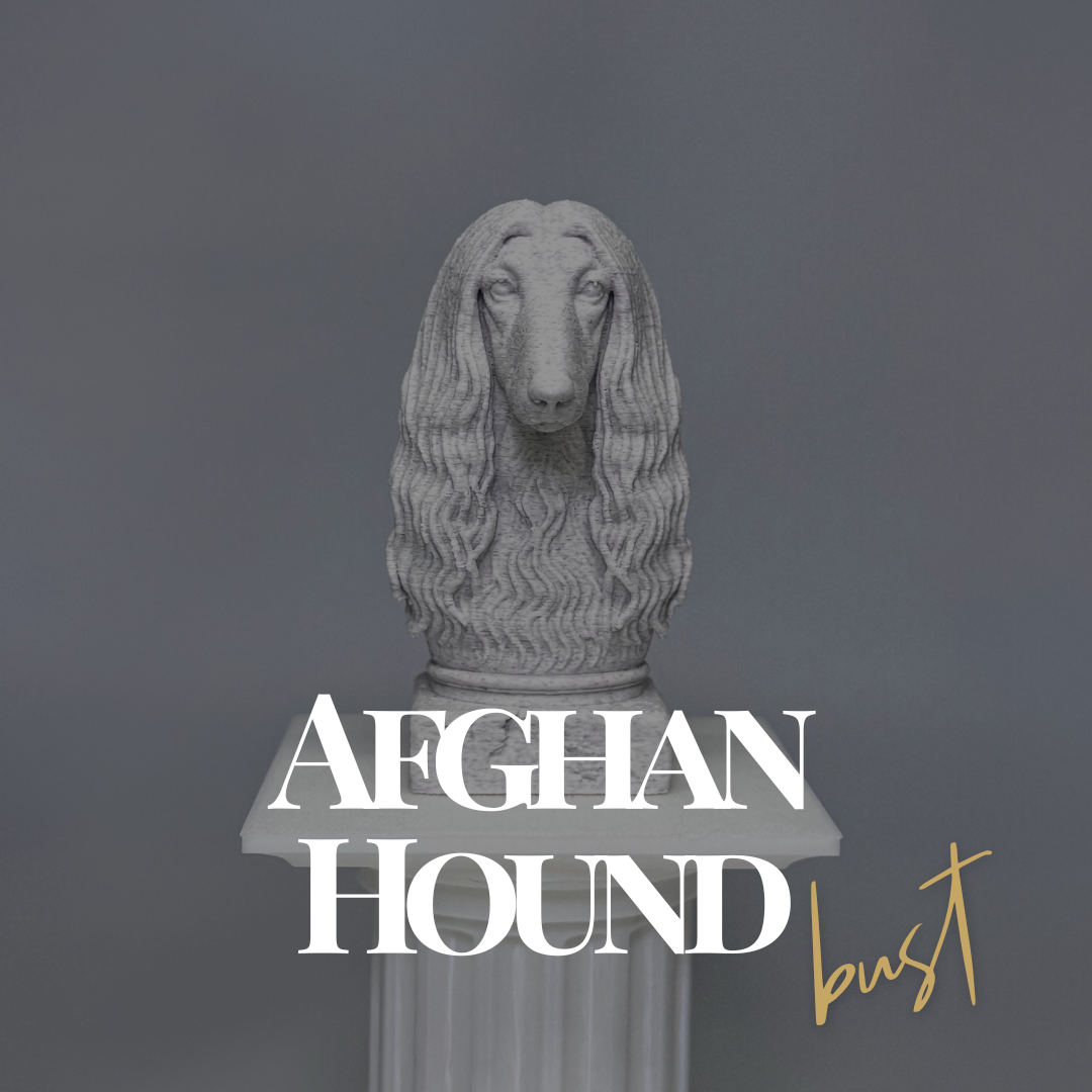 Afghan Hound Bust