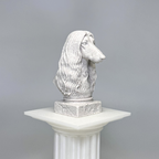Afghan Hound Bust
