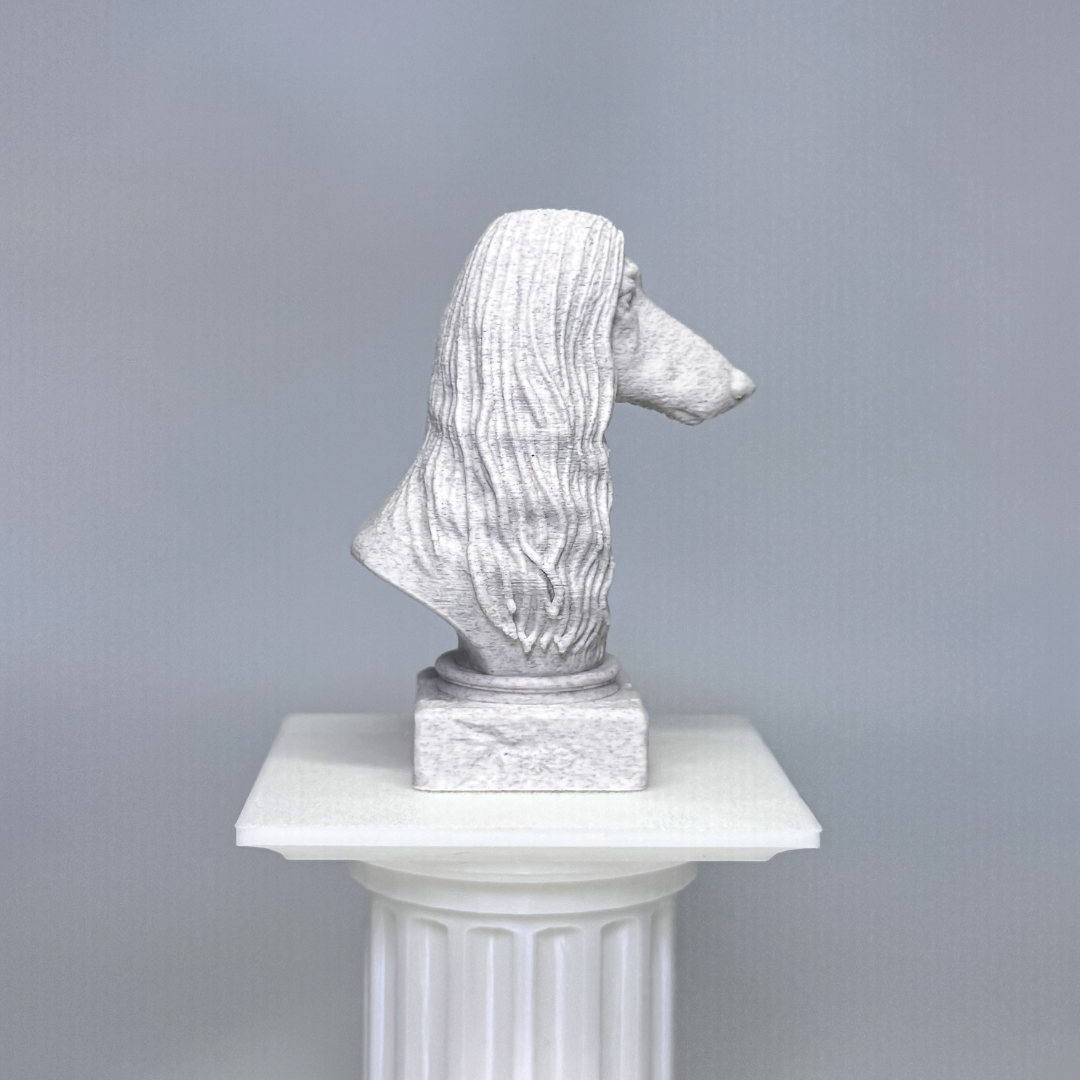 Afghan Hound Bust