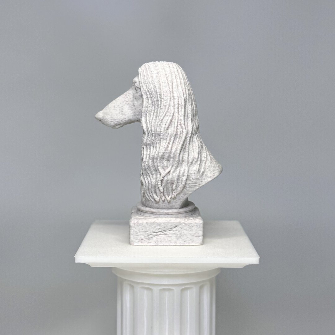 Afghan Hound Bust