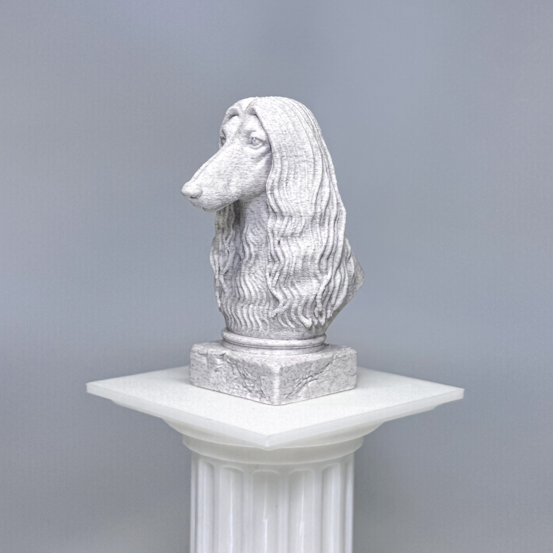 Afghan Hound Bust