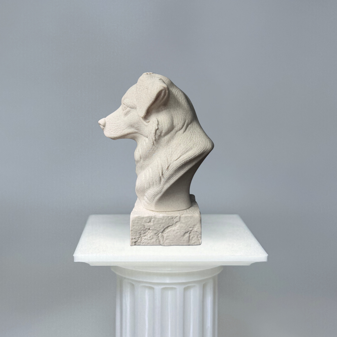 Australian Shepherd Bust
