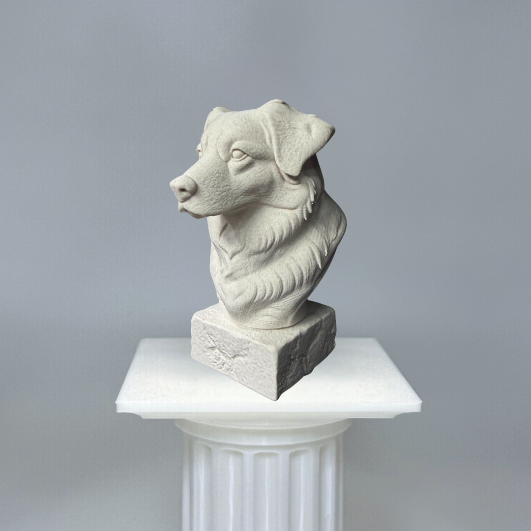 Australian Shepherd Bust