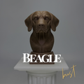 Beagle Bust