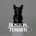 Boston Terrier Bust