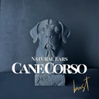 Cane Corso (Natural Ear) Bust
