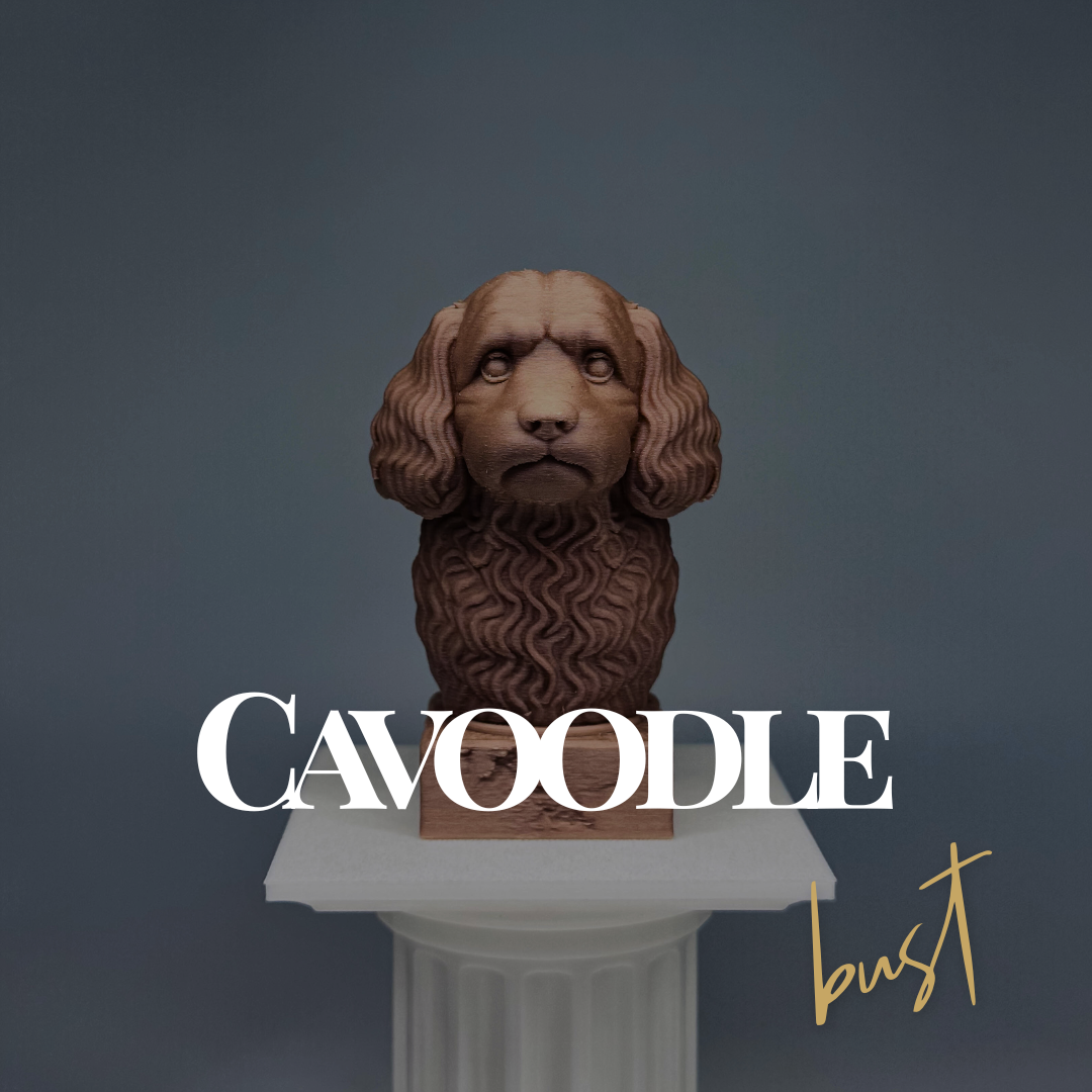 Cavoodle Bust