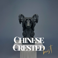 Chinese Crested Bust