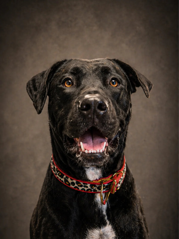 Front-on portrait