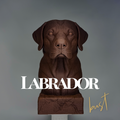 Labrador Bust