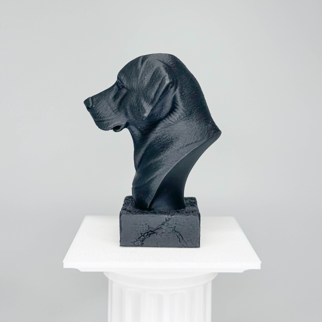 Labrador Bust