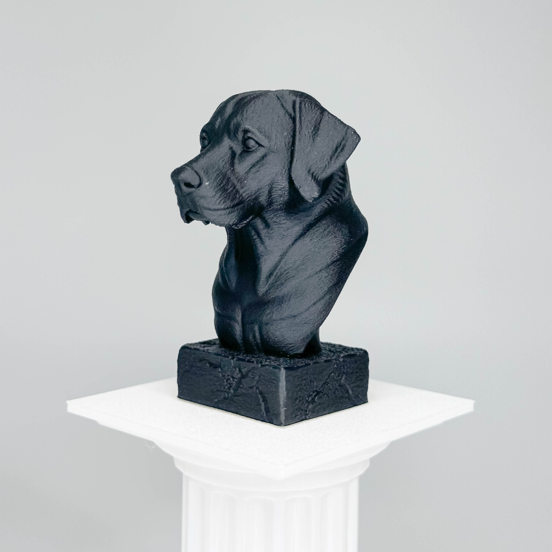 Labrador Bust