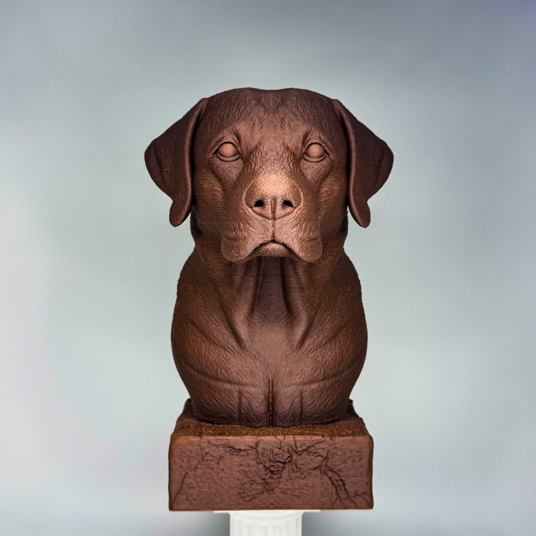 Labrador Bust