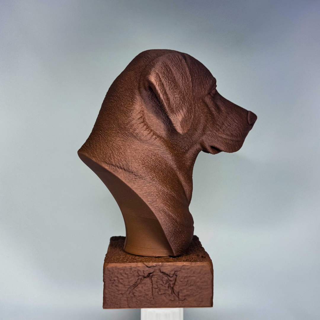 Labrador Bust