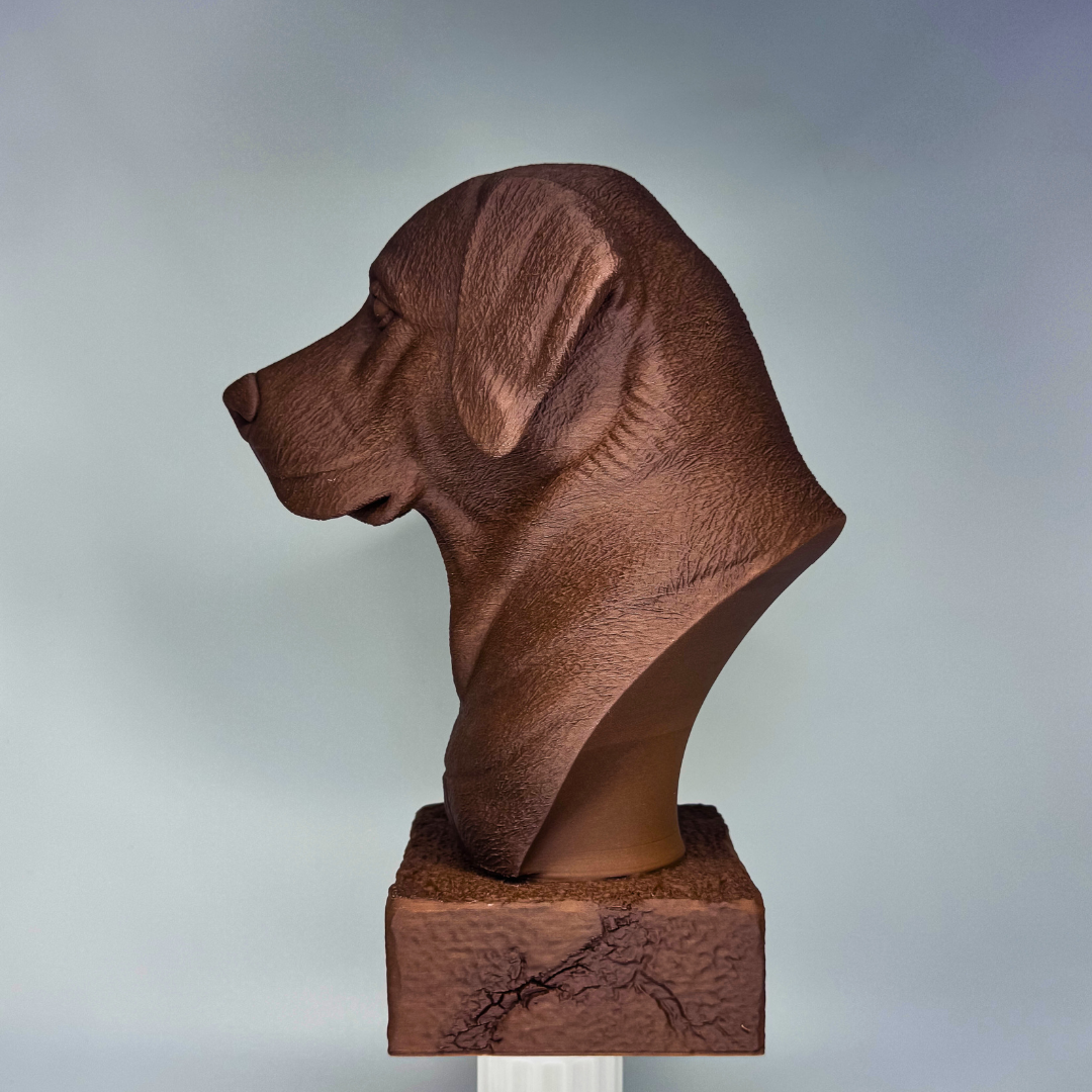 Labrador Bust