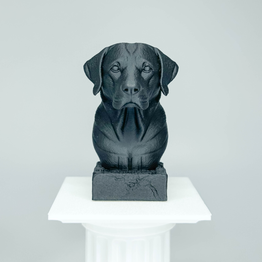 Labrador Bust