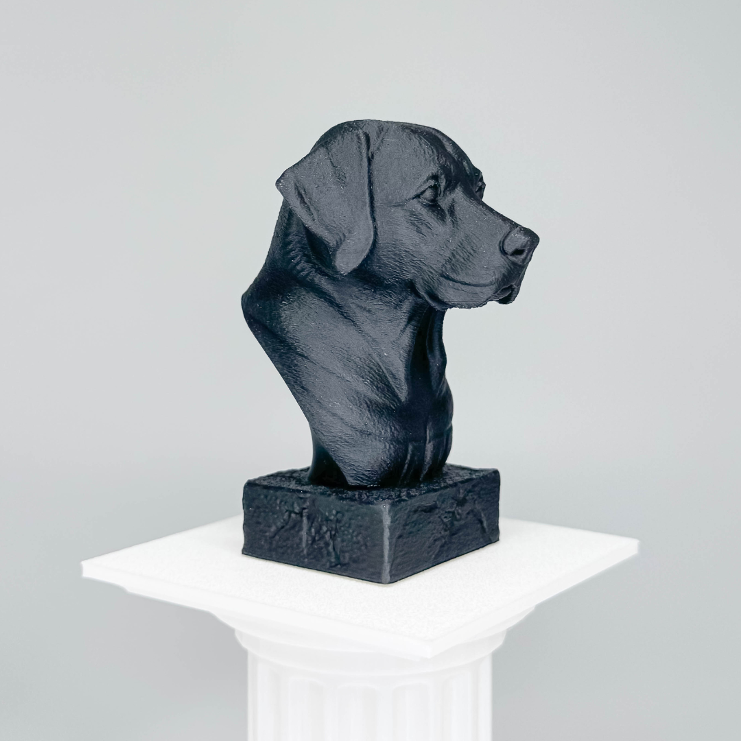 Labrador Bust