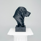 Labrador Bust