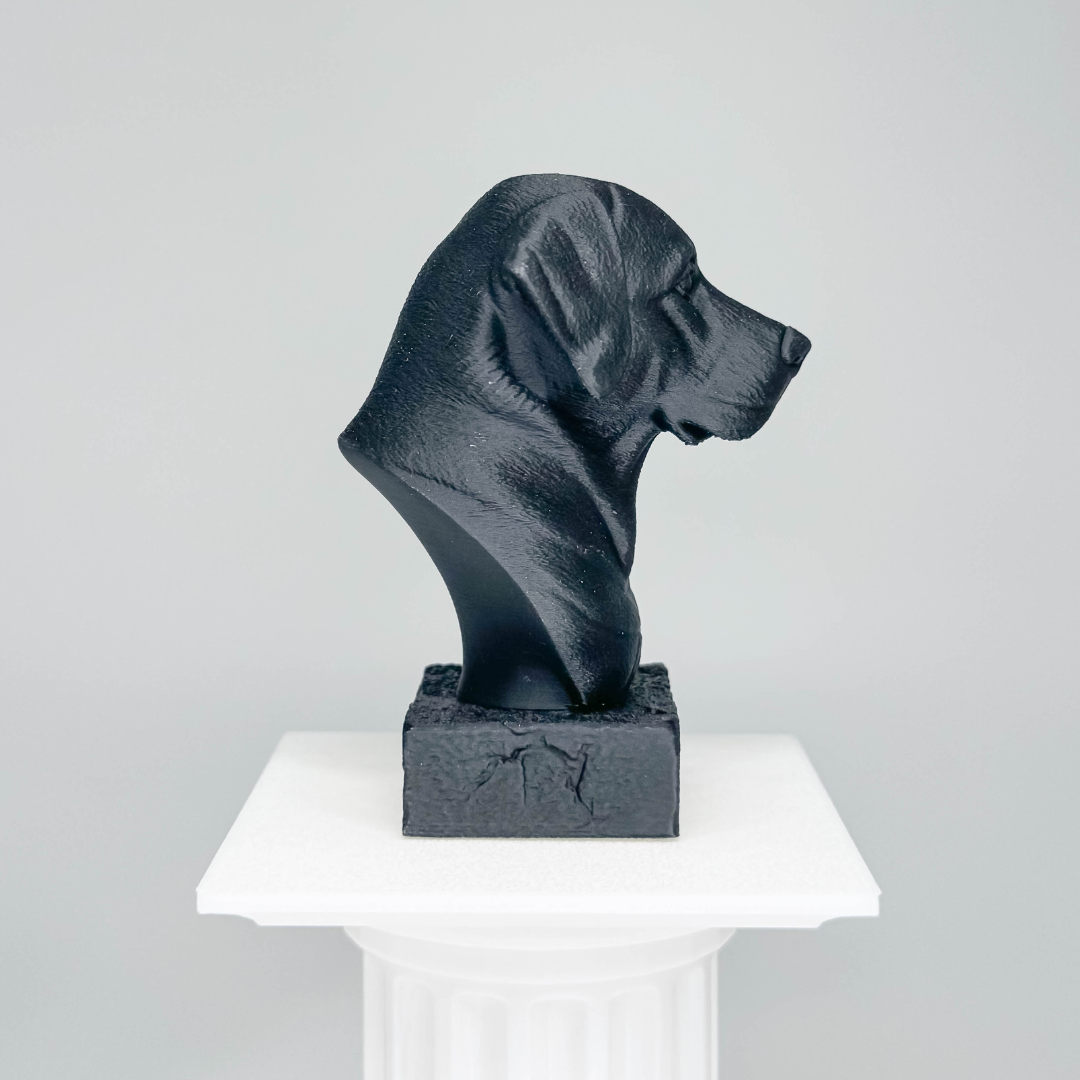 Labrador Bust