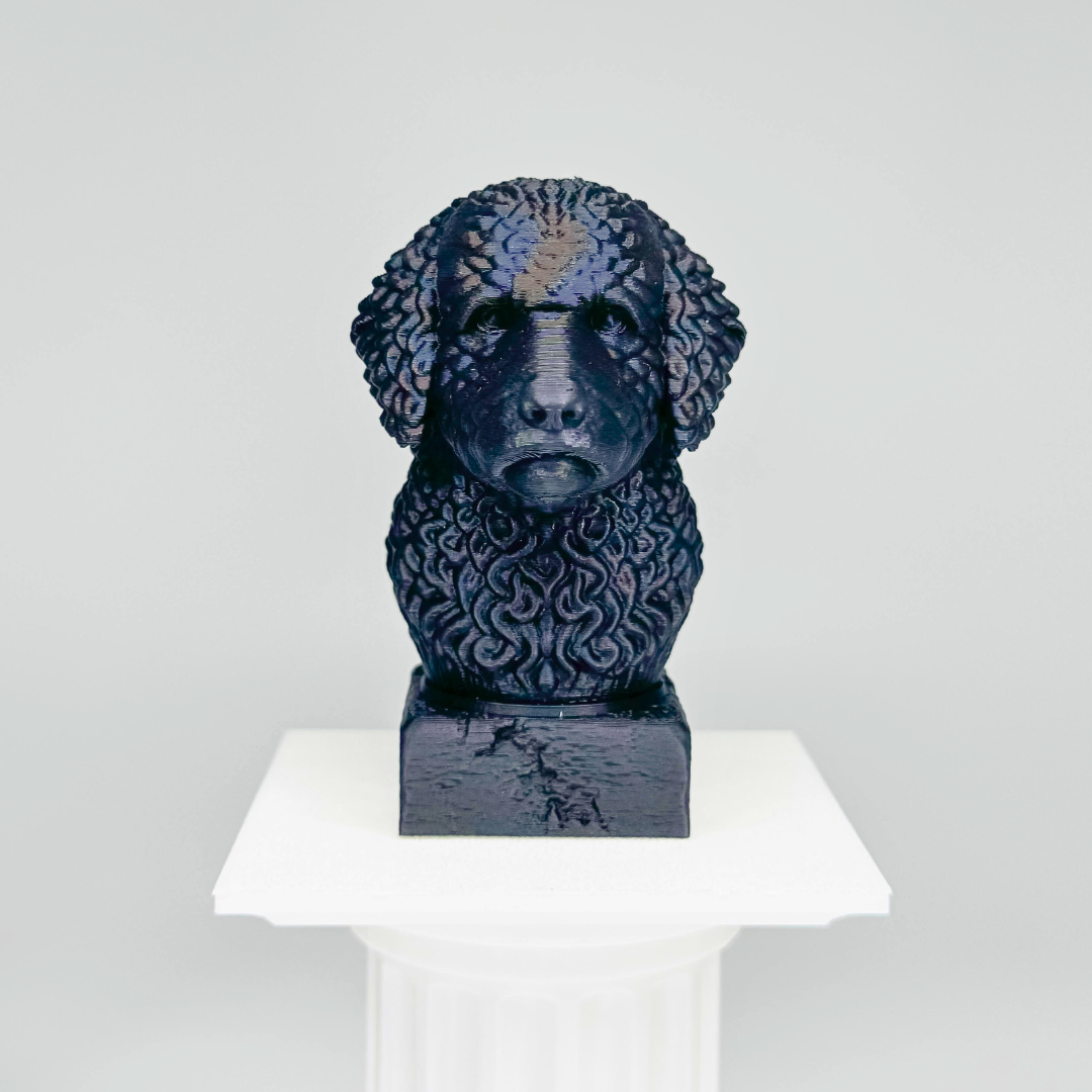 Portuguese Water Dog Bust
