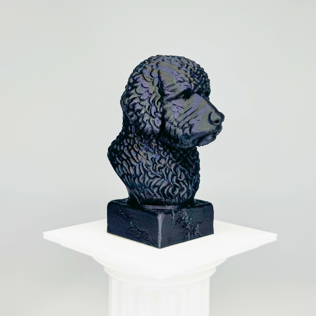 Portuguese Water Dog Bust