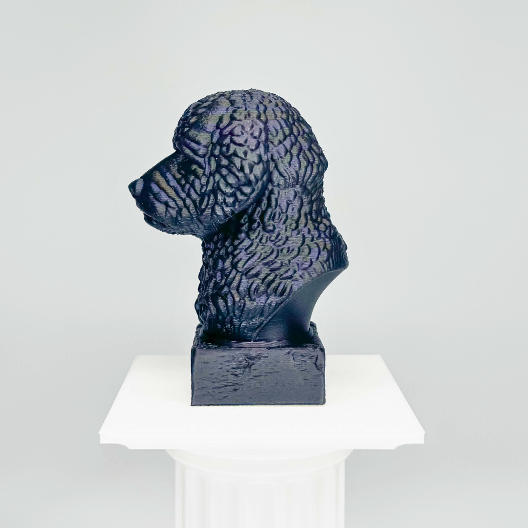 Portuguese Water Dog Bust