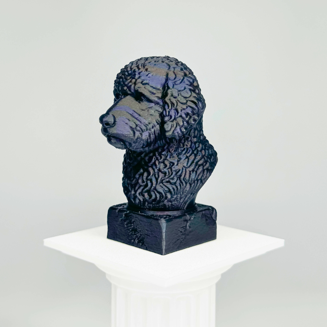 Portuguese Water Dog Bust